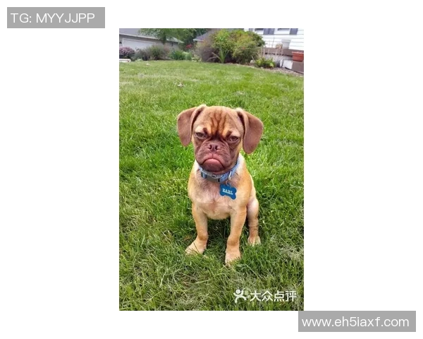 狗子足球：探索宠物与运动结合的乐趣与健康之道